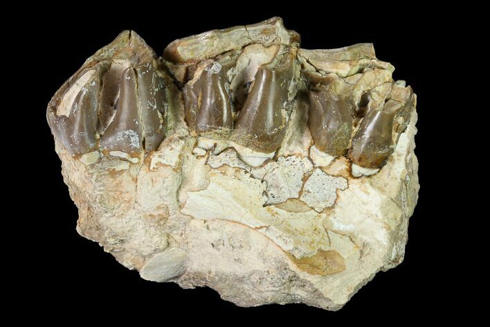 Fossil Running Rhino (Hyracodon) Maxilla Section - South Dakota #146343
